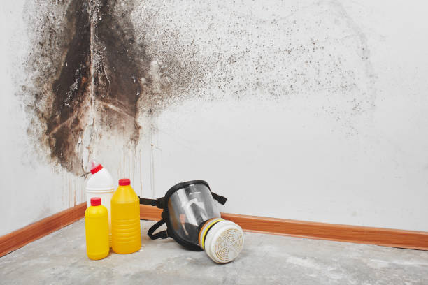 Best Mold Removal Specialists  in Durand, MI