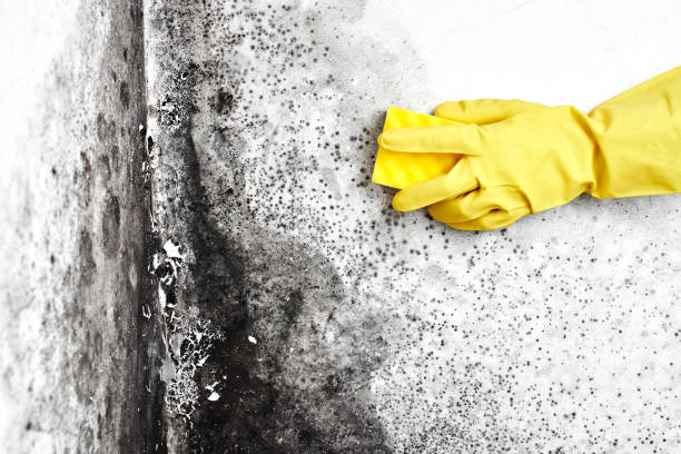 Best Affordable Mold Removal  in Durand, MI