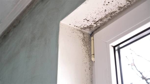 Best Mold Damage Repair  in Durand, MI