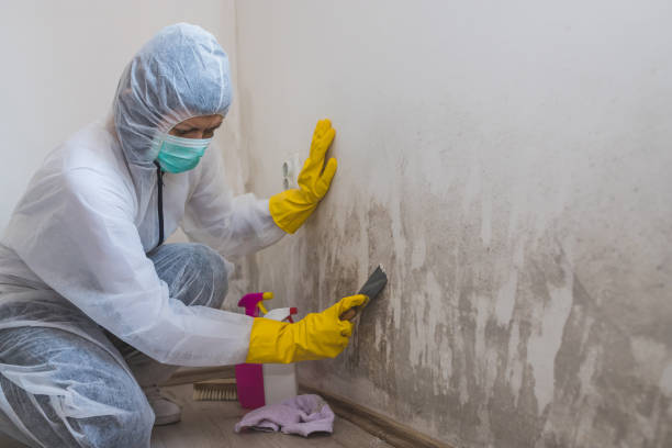 Best Attic Mold Removal  in Durand, MI