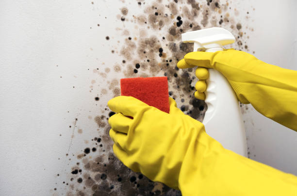 Certified Mold Removal in Durand, MI