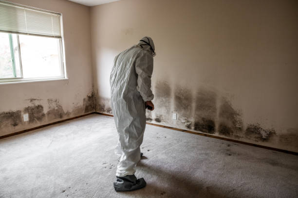 Best Certified Mold Removal  in Durand, MI