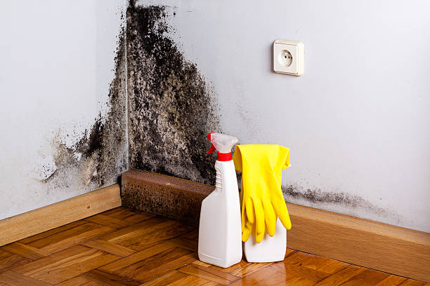Best Attic Mold Removal  in Durand, MI